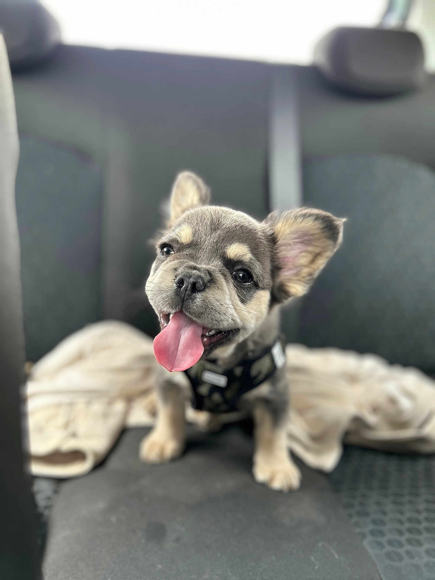 Thao participe au concours pour gagner de l'argent avec cette photo : adorable, animal, backseat, blanket, car_interior, collar, cute, dog, domestic_animal, ears, front_view, fur, happy, pet, puppy, seat, sitting, small_dog, tongue_out, young_dog