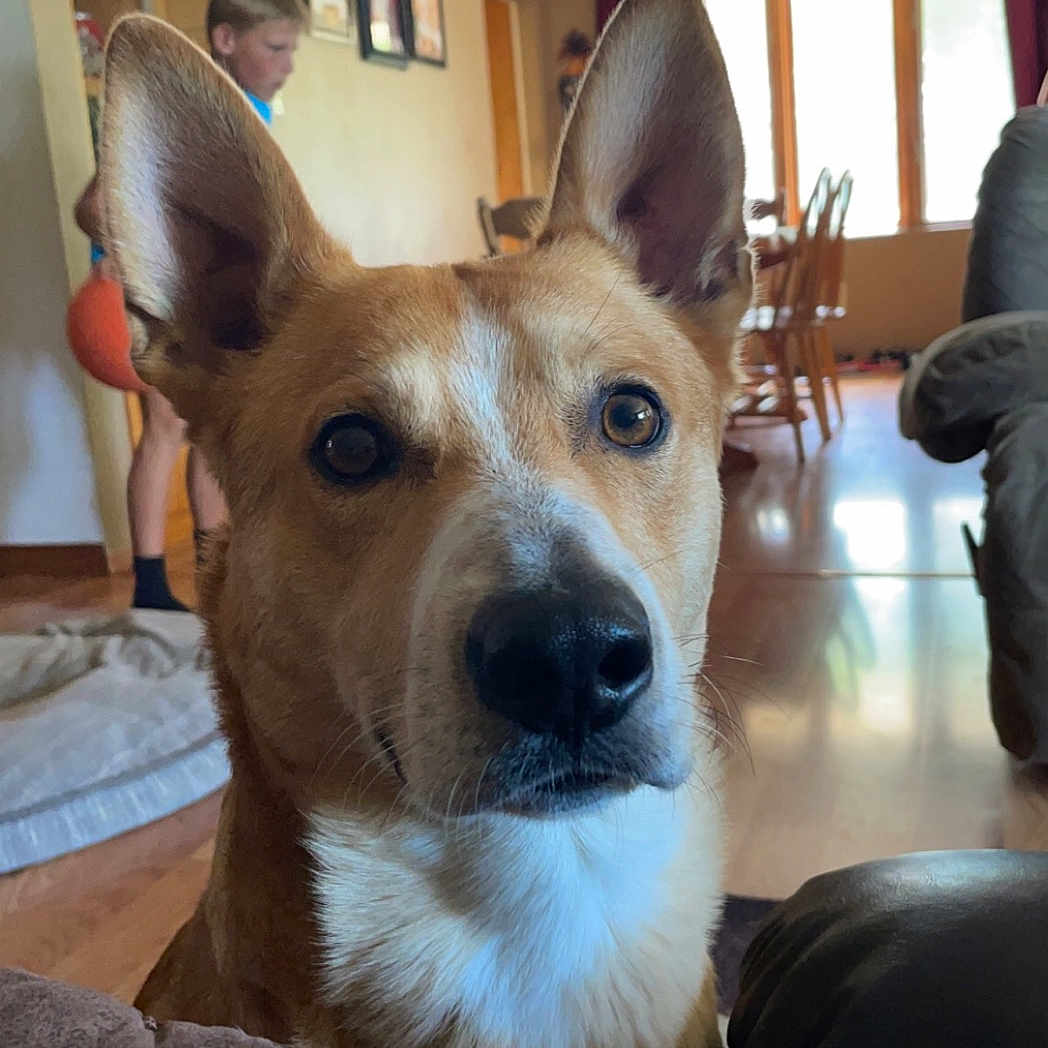 Ranger joined the competition — help win amazing prizes! adult, animal, architecture, building, canine, couch, dog, furniture, hardwood, hound, husky, indoors, interiordesign, livingroom, male, person, pet, puppy, room, wood