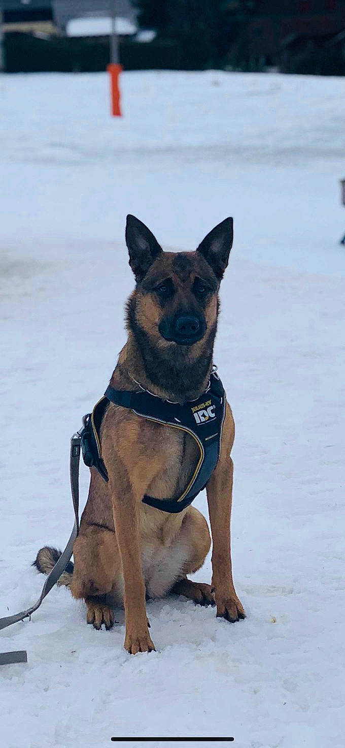 Xena a rejoint le concours — aidez-le/la à gagner de superbes lots ! belgian_shepherd, belgian_shepherd_malinois, canidae, carnivore, dog, dog_breed, east_european_shepherd, german_shepherd_dog, king_shepherd, kunming_wolfdog, mammal, norwegian_elkhound, old_german_shepherd_dog, police_dog, rare_breed_dog, shiloh_shepherd_dog, snout, snow, vertebrate, working_dog