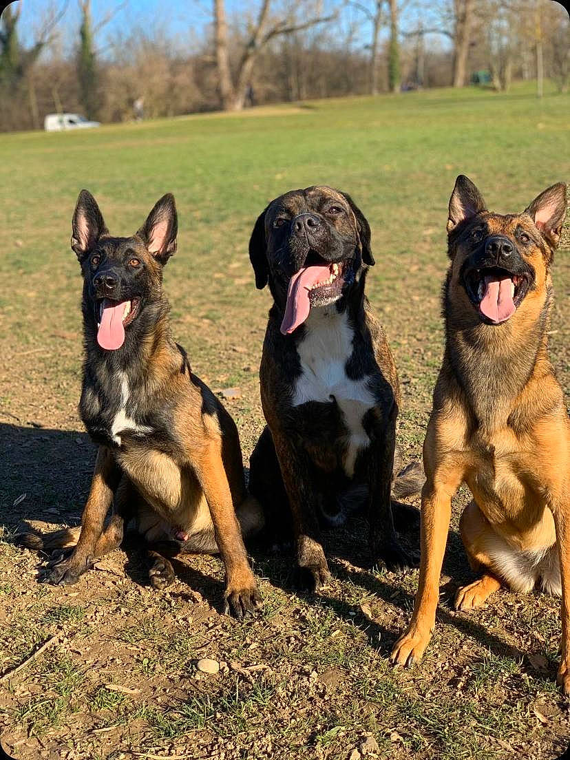 Boyka-simba-xena participe au concours pour gagner de l'argent avec cette photo : australian_kelpie, canidae, carnivore, dog, dog_breed, east_european_shepherd, german_shepherd_dog, hunting_dog, king_shepherd, mammal, vertebrate, working_dog