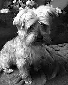 BRUTUS