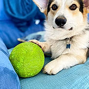 Terence participe au concours pour gagner de l'argent avec cette photo : dog, pet, ball, paw, blue_blanket, cute, indoor, animal, canine, playing, resting, fur, collar, toy, closeup, comfort, relaxed, ears, nose, expression