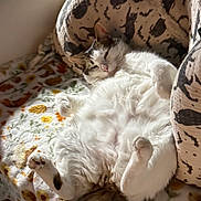 Yukon Cornelius is registered to the contest to win money with this photo: cat, fluffy, relaxed, lying_down, indoor, cushion, blanket, pattern, white_fur, tabby, pet, sleepy, cozy, resting, paw, tail, cute, feline, home, soft