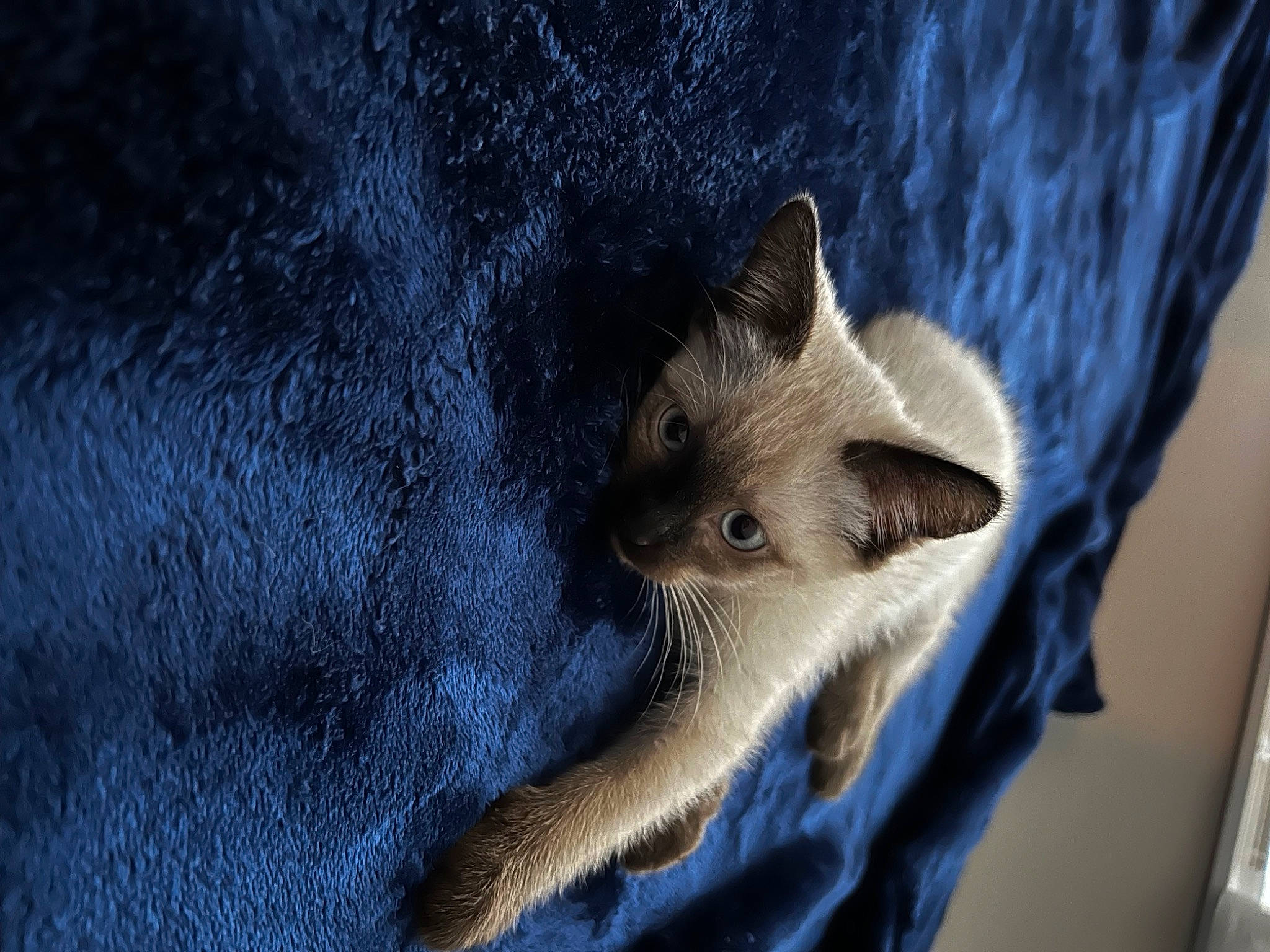 Nairobi is registered to the contest to win money with this photo: carnivore, claw, darkness, electric_blue, eye, fawn, felidae, fur, mouse, mustelidae, paw, small_to_medium_sized_cats, snout, tail, terrestrial_animal, whiskers, wildlife