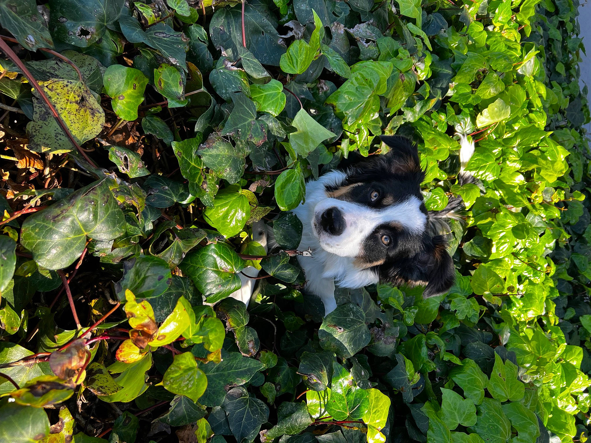 Osito is registered to the contest to win money with this photo: botany, canidae, carnivore, dog, dog_breed, forest, grass, groundcover, herb, jungle, natural_landscape, northern_hardwood_forest, plant, rock, shrub, sporting_group, temperate_broadleaf_and_mixed_forest, tree, trunk, wildlife