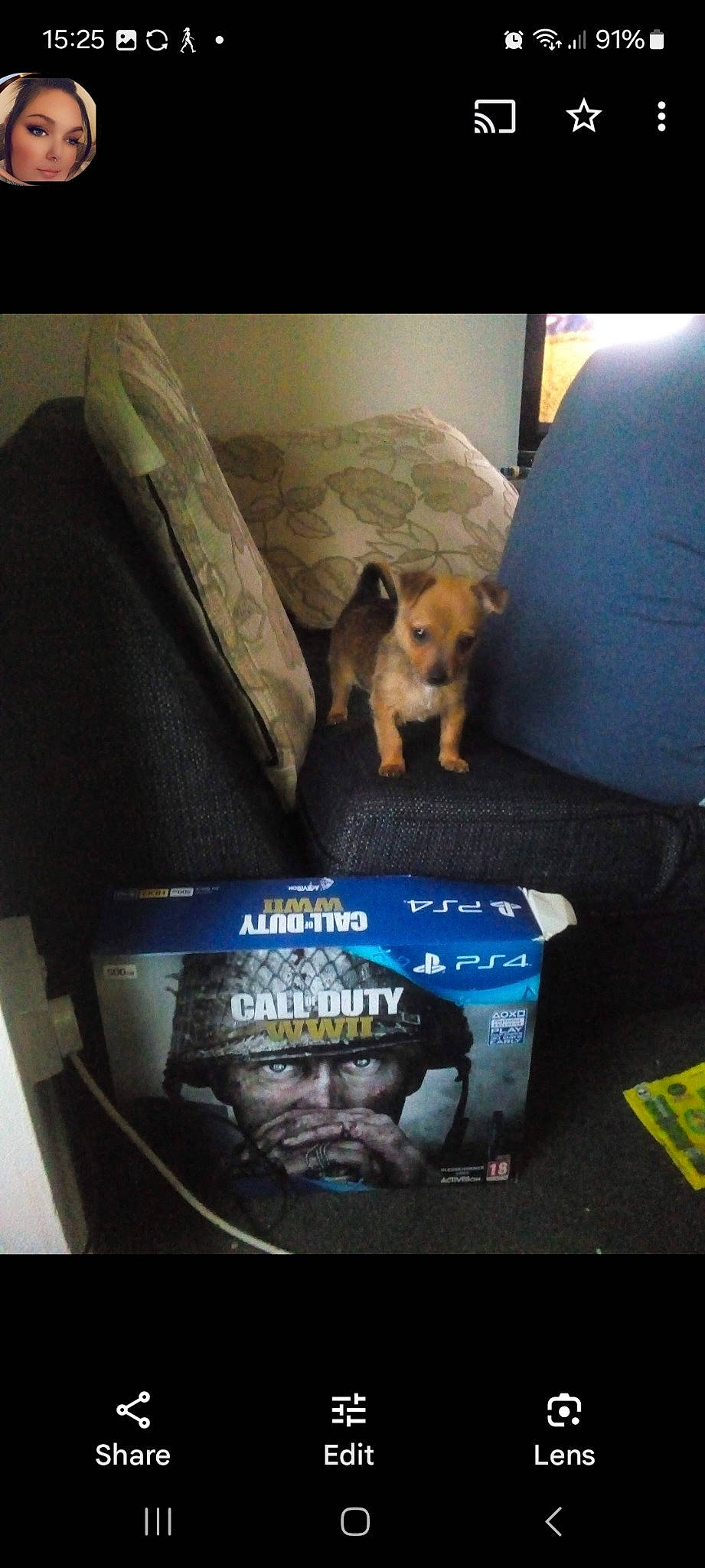 Tiny joined the competition — help win amazing prizes! auto_part, baggage, canidae, carnivore, comfort, companion_dog, couch, dog, dog_breed, dog_supply, electric_blue, eyewear, fawn, goggles, helmet, personal_protective_equipment, room, snout, sporting_group, toy_dog