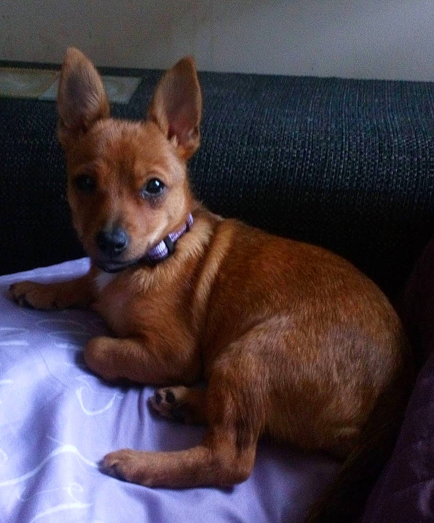 Tiny is registered to the contest to win money with this photo: canidae, carnivore, chihuahua, comfort, companion_dog, dog, dog_breed, dog_sports, dog_supply, ear, fawn, fur, liver, russkiy_toy, snout, sporting_group, terrestrial_animal, toy_dog, whiskers, working_animal