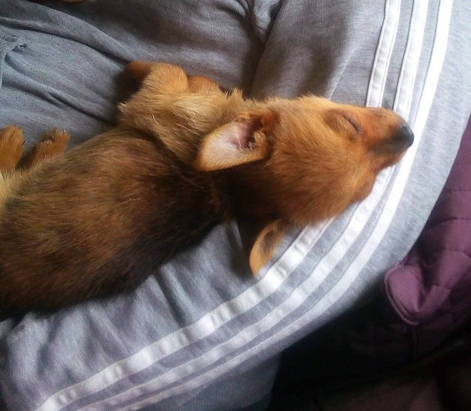 Tiny is registered to the contest to win money with this photo: canidae, carnivore, claw, comfort, companion_dog, dog_breed, fawn, felidae, fur, liver, nap, paw, small_to_medium_sized_cats, snout, sporting_group, tail, toy_dog, whiskers, wood, working_animal