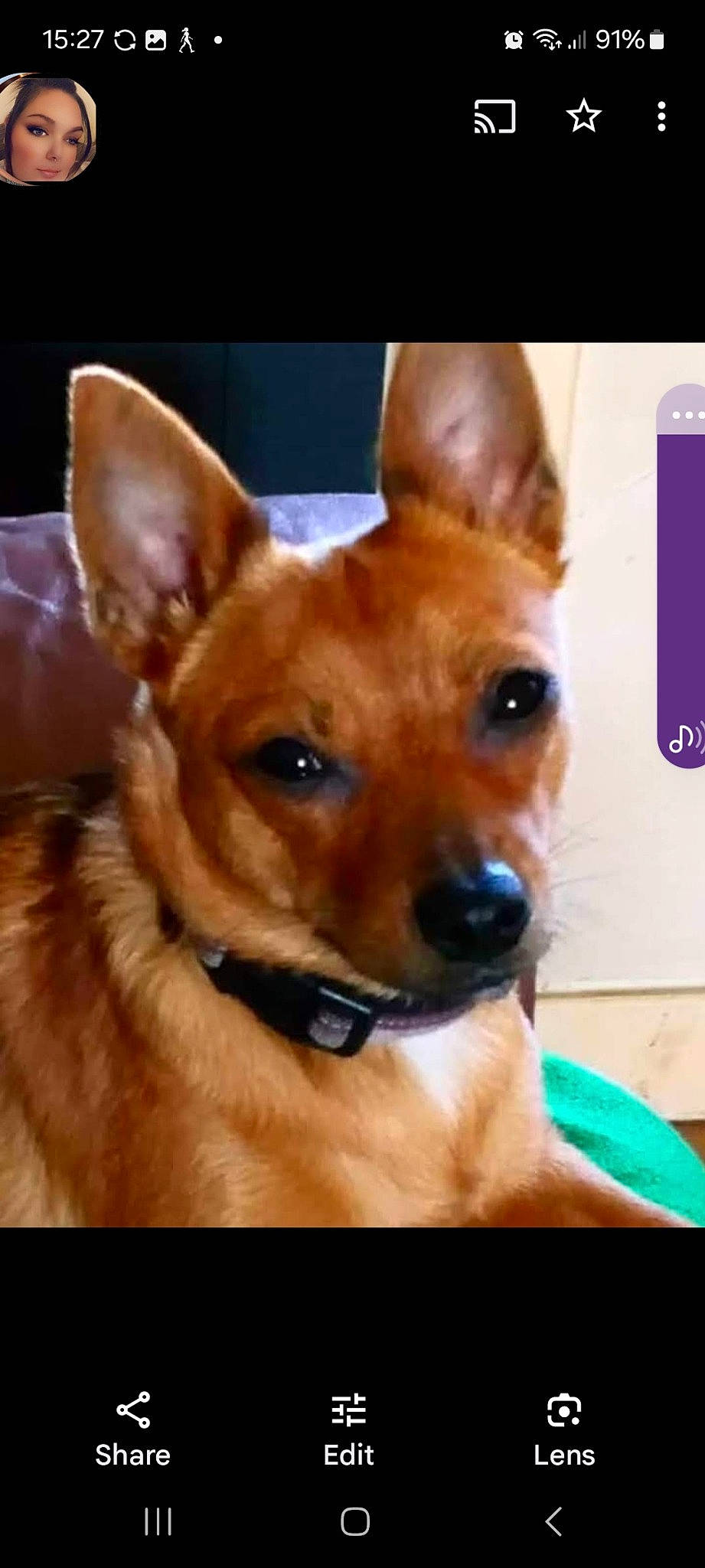 Tiny joined the competition — help win amazing prizes! ancient_dog_breeds, canidae, carnivore, collar, companion_dog, dog, dog_breed, ear, eye, fawn, fur, head, liver, non_sporting_group, photography, snout, sporting_group, toy_dog, whiskers, working_animal