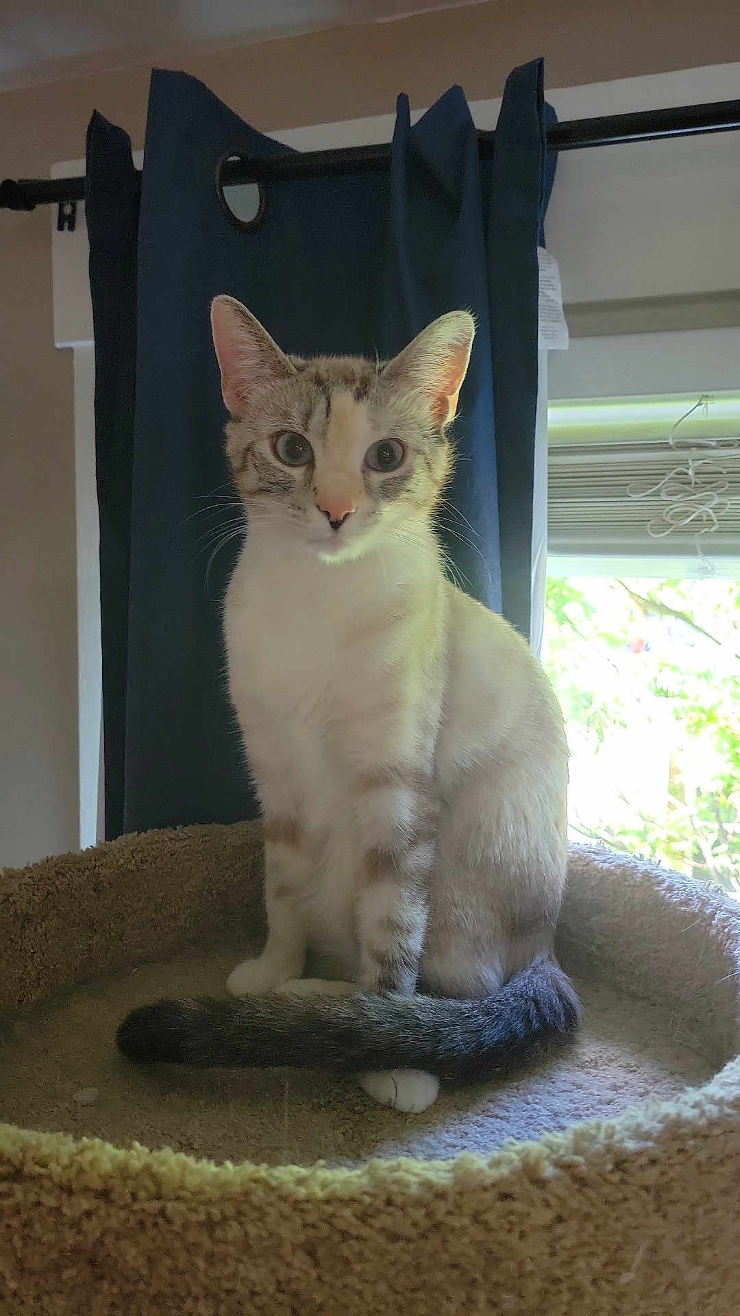 Jasmine joined the competition — help win amazing prizes! cat, pet, animal, indoor, curious, sitting, feline, bed, cozy, tail, window, curtain, light, domestic, looking, ears, whiskers, soft, furry, home