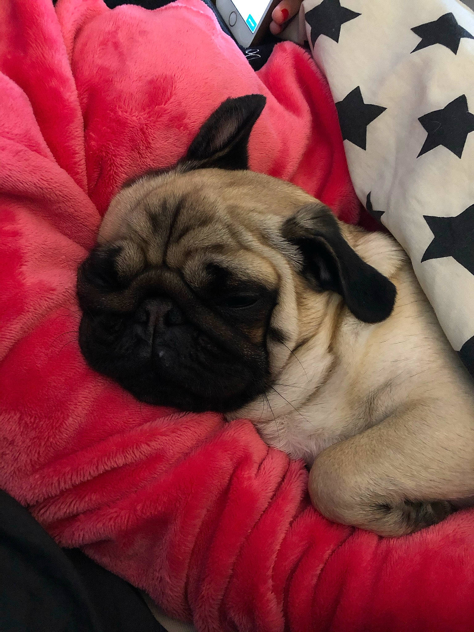 Penny participe au concours pour gagner de l'argent avec cette photo : canidae, carnivore, companion_dog, dog, dog_breed, dog_supply, fawn, flag, mammal, non_sporting_group, pet_supply, pink, pug, puppy, red, snout, toy_dog, whiskers, working_animal, wrinkle