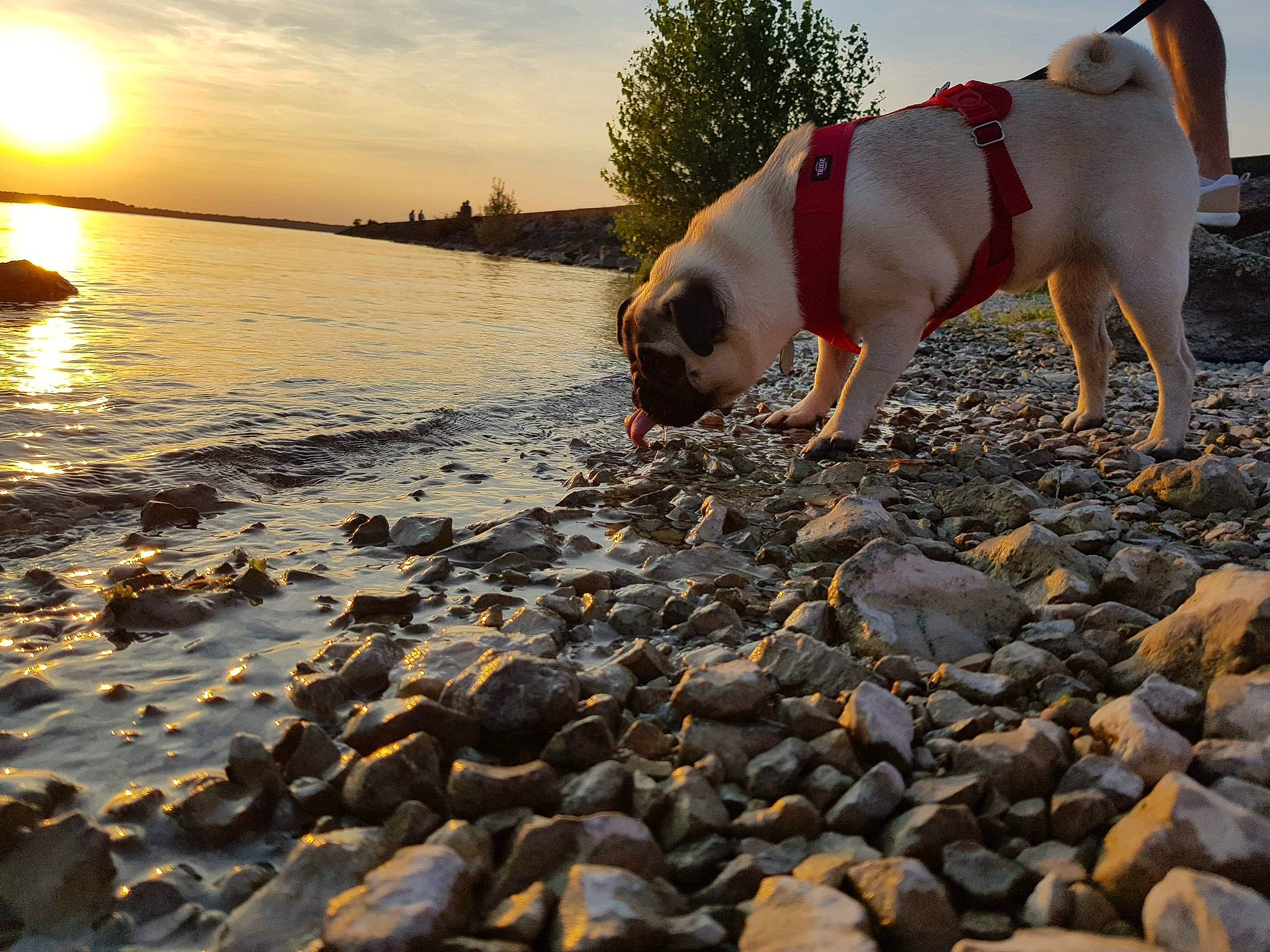 Penny participe au concours pour gagner de l'argent avec cette photo : astronomical_object, beach, canidae, carnivore, coast, dog, dog_breed, dog_collar, fawn, morning, pebble, rock, rubble, shore, snout, sun, sunlight, sunrise, sunset, working_animal