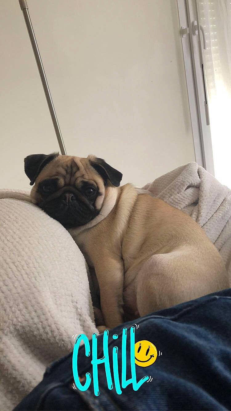 Penny a rejoint le concours — aidez-le/la à gagner de superbes lots ! beige, canidae, carnivore, comfort, companion_dog, dog, dog_breed, dog_supply, fawn, fixture, pug, puppy, snout, toy_dog, working_animal, wrinkle