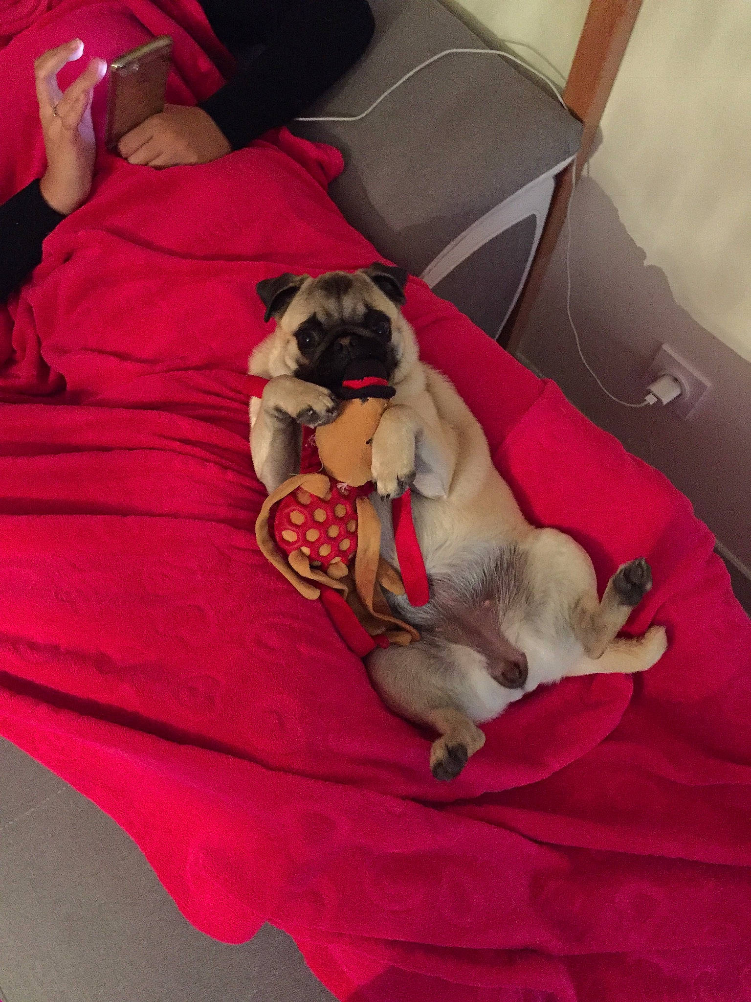 Penny participe au concours pour gagner de l'argent avec cette photo : canidae, carnivore, comfort, companion_dog, couch, dog, dog_bed, dog_breed, dog_supply, fawn, linens, liver, living_room, pet_supply, puppy, sleep, sporting_group, toy_dog, working_animal, working_dog