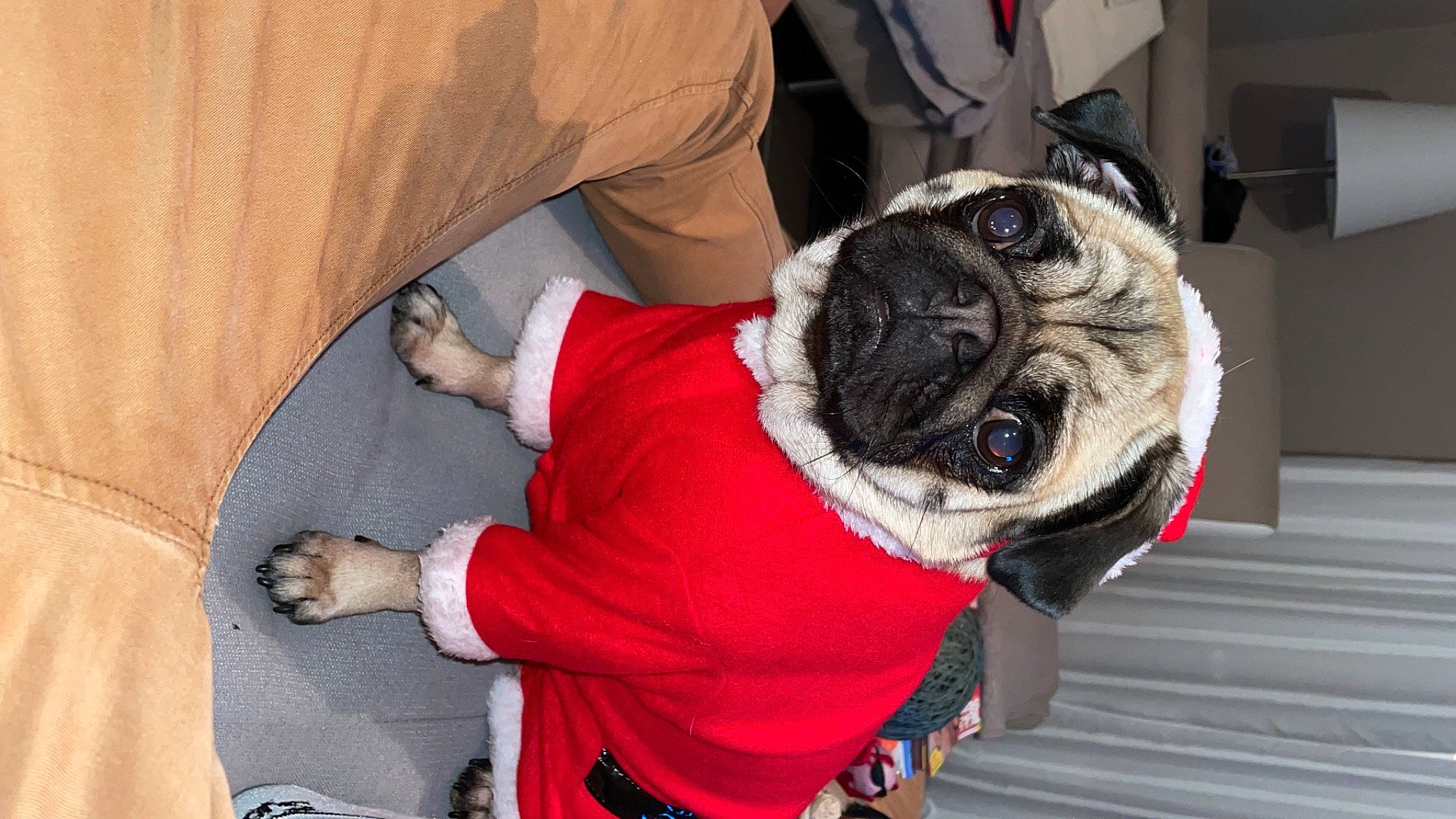 Penny a rejoint le concours — aidez-le/la à gagner de superbes lots ! canidae, carnivore, collar, companion_dog, dog, dog_breed, dog_clothes, dog_collar, dog_supply, fawn, fur, leash, pet_supply, pug, puppy, snout, sporting_group, toy_dog, vertebrate, working_animal