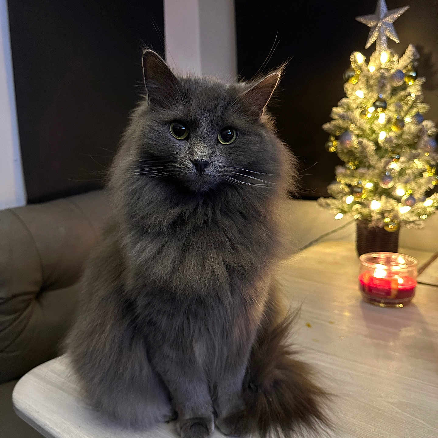Cracker joined the competition — help win amazing prizes! animal, candle, cat, christmas_tree, cozy, curious, cute, decorations, domestic_cat, feline, fluffy, furry, gray_cat, holiday, indoor, night, pet, sitting, soft, table