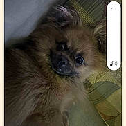 Prince is registered to the contest to win money with this photo: animal, brown_fur, canine, closeup, couch, cozy, cushion, cute, dog, domestic_animal, ears, face, fluffy, fur, home, indoor, looking, pet, portrait, resting