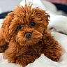 puppy, dog, brown, curly_fur, cute, pet, animal, blanket, indoor, close_up, fur, eyes, nose, laying, adorable, teddy_bear_like, soft, cozy, portrait, young