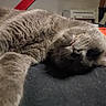 Lady June a rejoint le concours — aidez-le/la à gagner de superbes lots ! cat, gray_cat, sleeping, relaxed, close_up, indoor, kitchen, furniture, pet, animal, fur, whiskers, mouth, nose, paw, table, appliance, domestic, cozy, resting