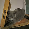 cat, gray_cat, pizza_box, dominos, indoor, pet, animal, feline, curious, box, lounge, wide_eyes, dominos_franchise, cardboard, floor, window, shadow, cozy, closeup, dominos_logo