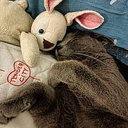 Lady June a rejoint le concours — aidez-le/la à gagner de superbes lots ! cat, sleeping, plush_toy, bunny, blanket, blue_blanket, cushion, embroidery, heart, gray_cat, fur, whiskers, nap, indoor, cozy, soft_toy, cute, resting, close_up, pet