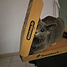 Lady June participe au concours pour gagner de l'argent avec cette photo : cat, pizza_box, dominos, indoor, curious, pet, animal, playful, feline, box, brown, gray, floor_tiles, table, whiskers, ears, eyes, dominos_logo, home, shadow