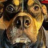 Loyal is registered to the contest to win money with this photo: animal, black_nose, brown_eyes, canine, close_up, cute, dog, domestic, ears, expression, face, friendly, fur, indoor, looking, muzzle, pet, portrait, warm_light, whiskers