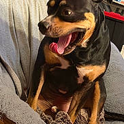 Loyal joined the competition — help win amazing prizes! animal, black_and_tan, blanket, canine, chair, cozy, cute, dog, ears, expression, fur, home, indoor, nose, paw, pet, playful, relaxed, sitting, tongue_out