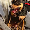 animal, black_and_tan, blanket, canine, chair, cozy, cute, dog, ears, expression, fur, home, indoor, nose, paw, pet, playful, relaxed, sitting, tongue_out