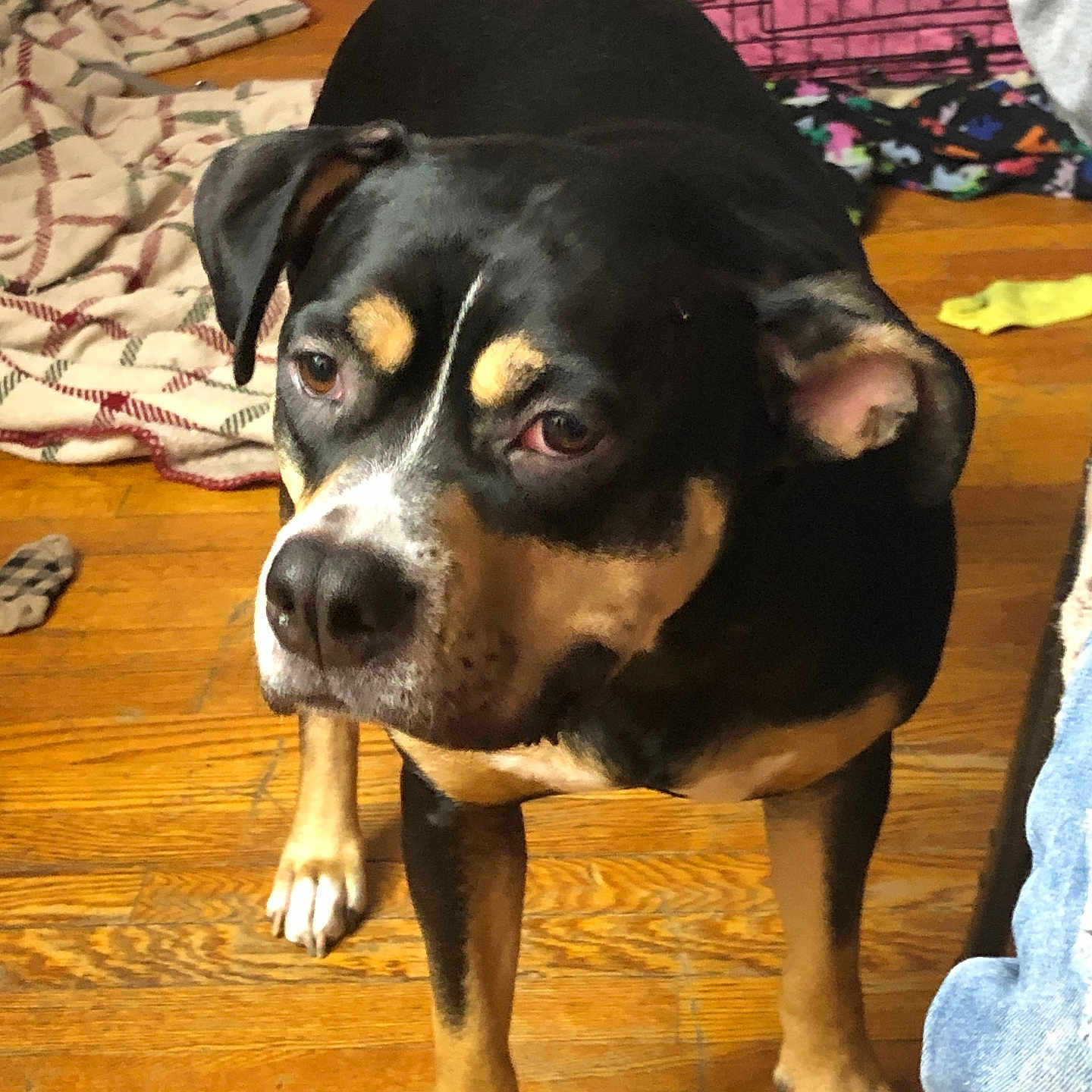 Loyal joined the competition — help win amazing prizes! animal, ball, boxer, bulldog, canine, dog, face, hardwood, head, hound, indoors, interiordesign, labradorretriever, person, pet, photography, portrait, puppy, sport, wood