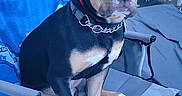 Loyal joined the competition — help win amazing prizes! alert, animal, backyard, black_and_tan, blanket, canine, chair, collar, companionship, dog, fence, folding_chair, leash, outdoor, pet, portrait, relaxing, sitting, summer, towel
