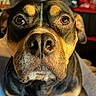 Loyal is registered to the contest to win money with this photo: animal, black_fur, brown_eyes, canine, close_up, companion, dog, ears, expression, fur_texture, household, indoor, looking_at_camera, muzzle, nose, pet, portrait, tan_fur, warm_light, whiskers