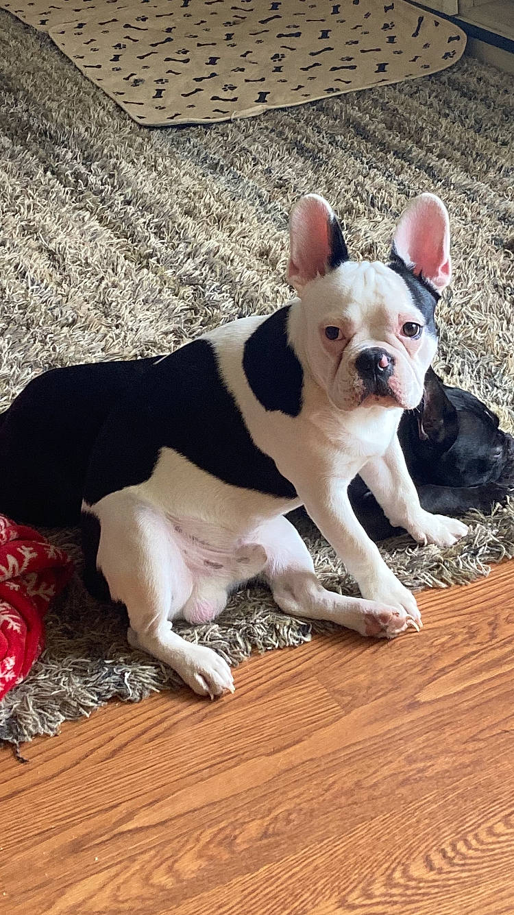 Opie is registered to the contest to win money with this photo: boston_terrier, bulldog, canidae, carnivore, collar, companion_dog, dog, dog_breed, dog_collar, ear, fawn, hardwood, snout, sporting_group, tail, terrestrial_animal, toy_dog, whiskers, wood, working_animal