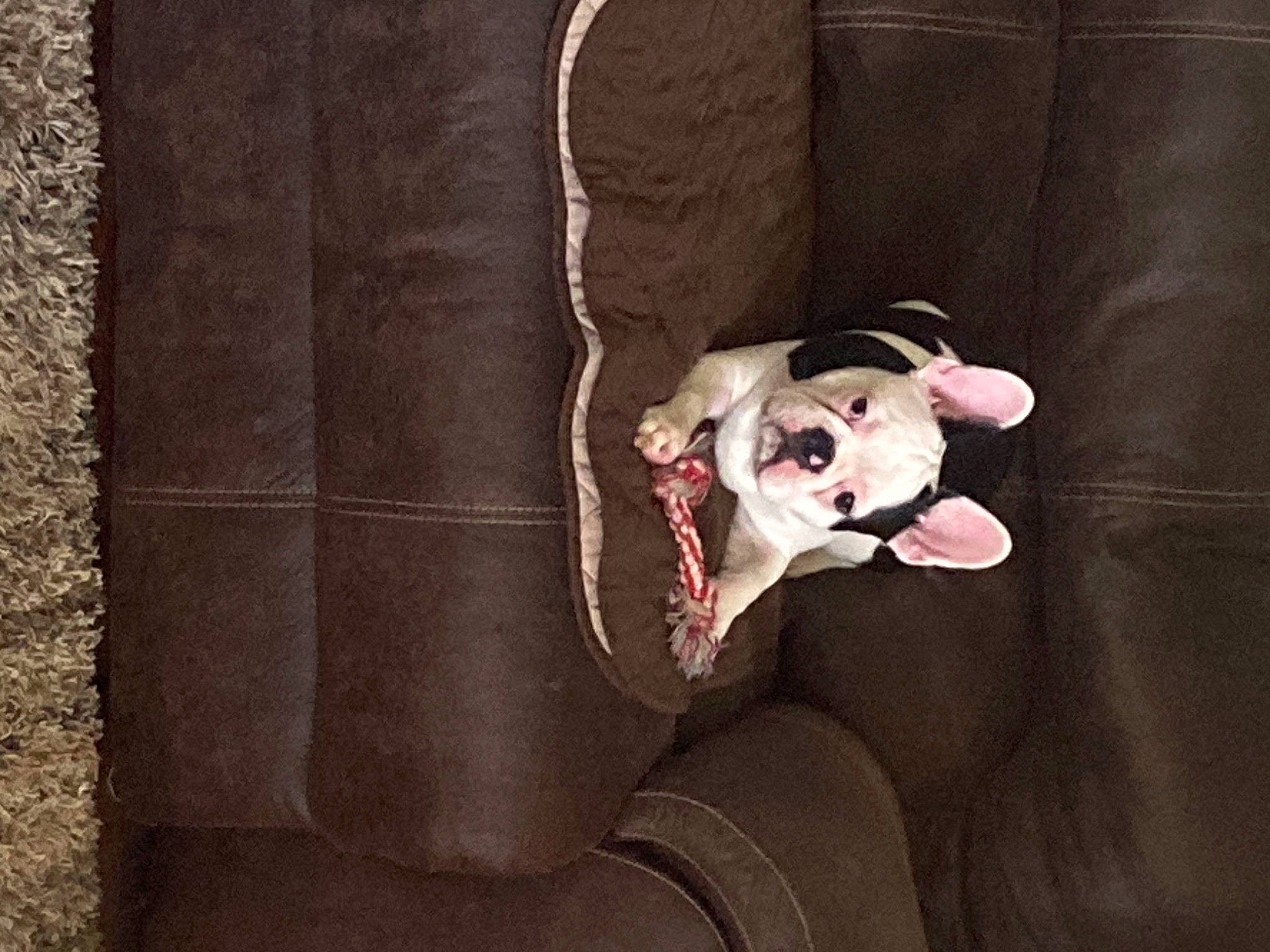 Opie joined the competition — help win amazing prizes! carmine, carnivore, companion_dog, dog, dog_breed, dog_collar, dog_supply, eyewear, fawn, flash_photography, fur, glasses, grey, sleeve, sporting_group, sunglasses, toy_dog, whiskers, wood, working_animal