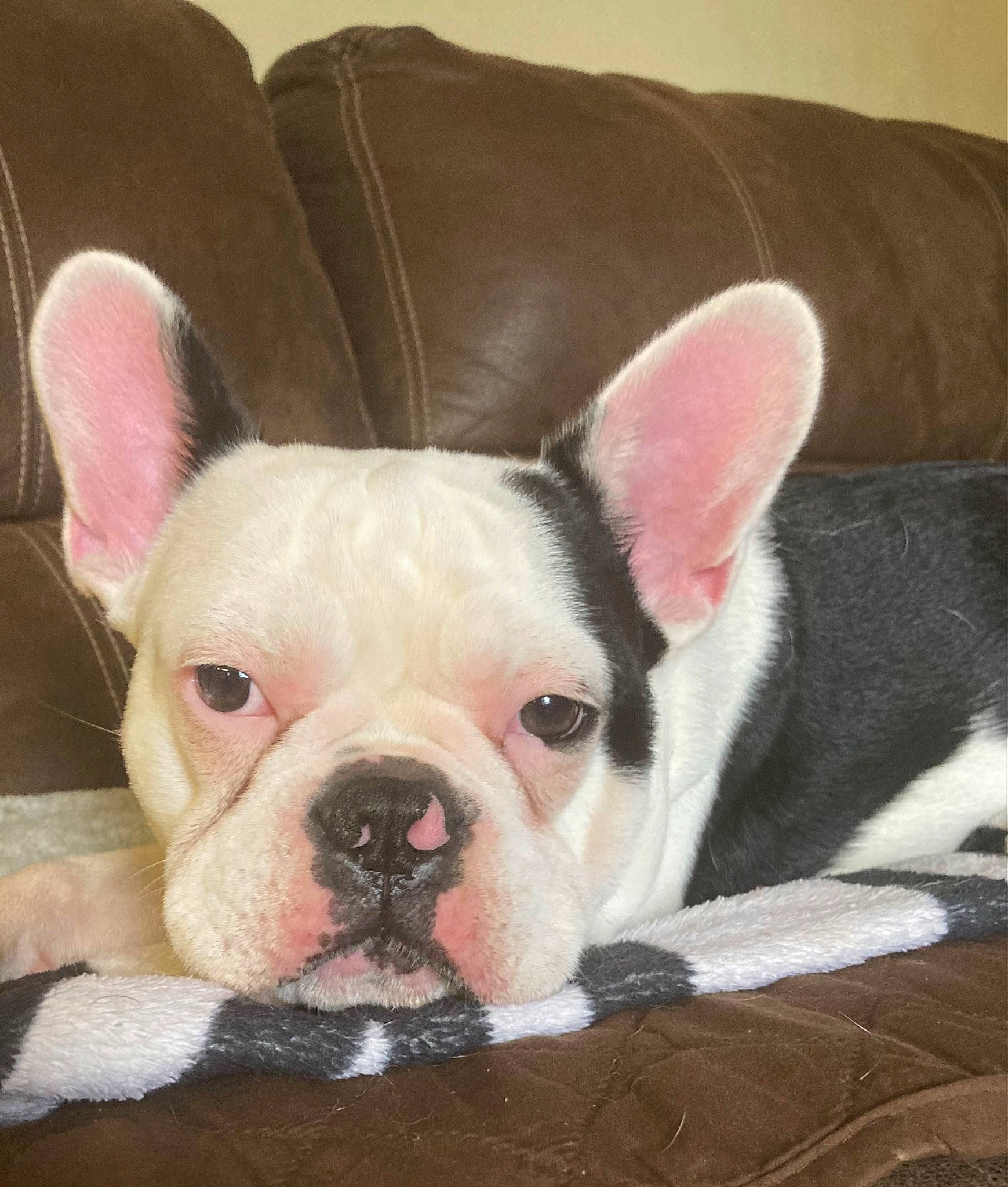 Opie is registered to the contest to win money with this photo: bulldog, canidae, carnivore, comfort, companion_dog, dog, dog_breed, ear, eye, fawn, fur, head, jaw, snout, sporting_group, terrestrial_animal, toy_dog, whiskers, working_animal, wrinkle