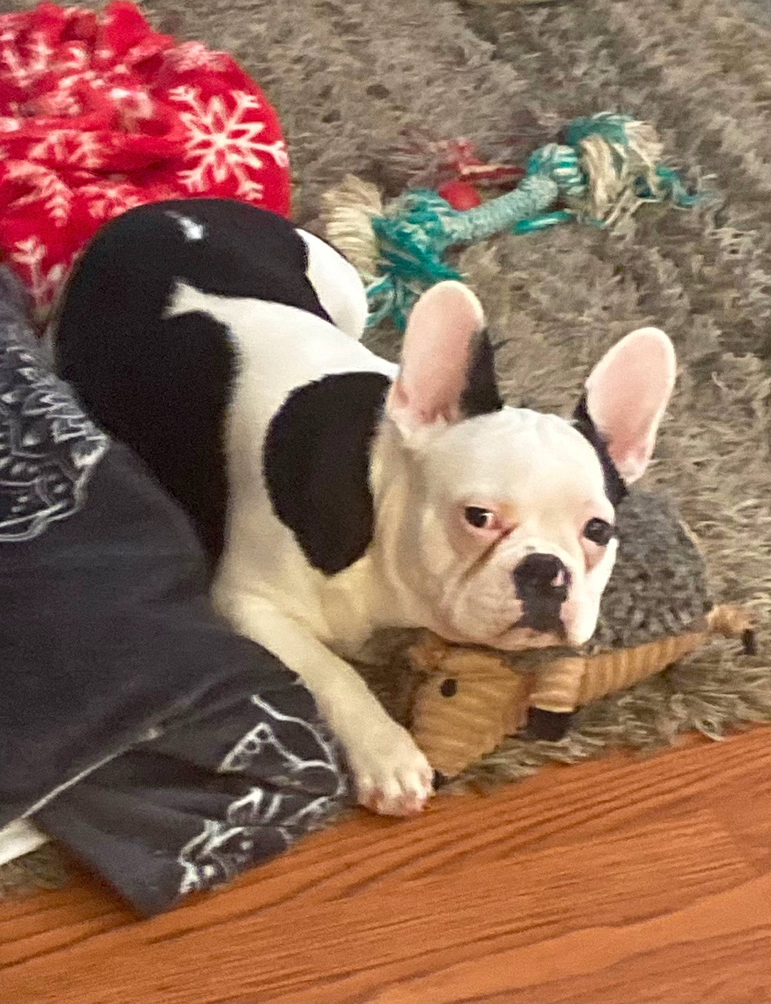 Opie joined the competition — help win amazing prizes! canidae, carnivore, collar, comfort, companion_dog, dog, dog_breed, dog_supply, ear, fawn, grass, hardwood, snout, sporting_group, tail, terrestrial_animal, toy_dog, whiskers, wood, working_animal