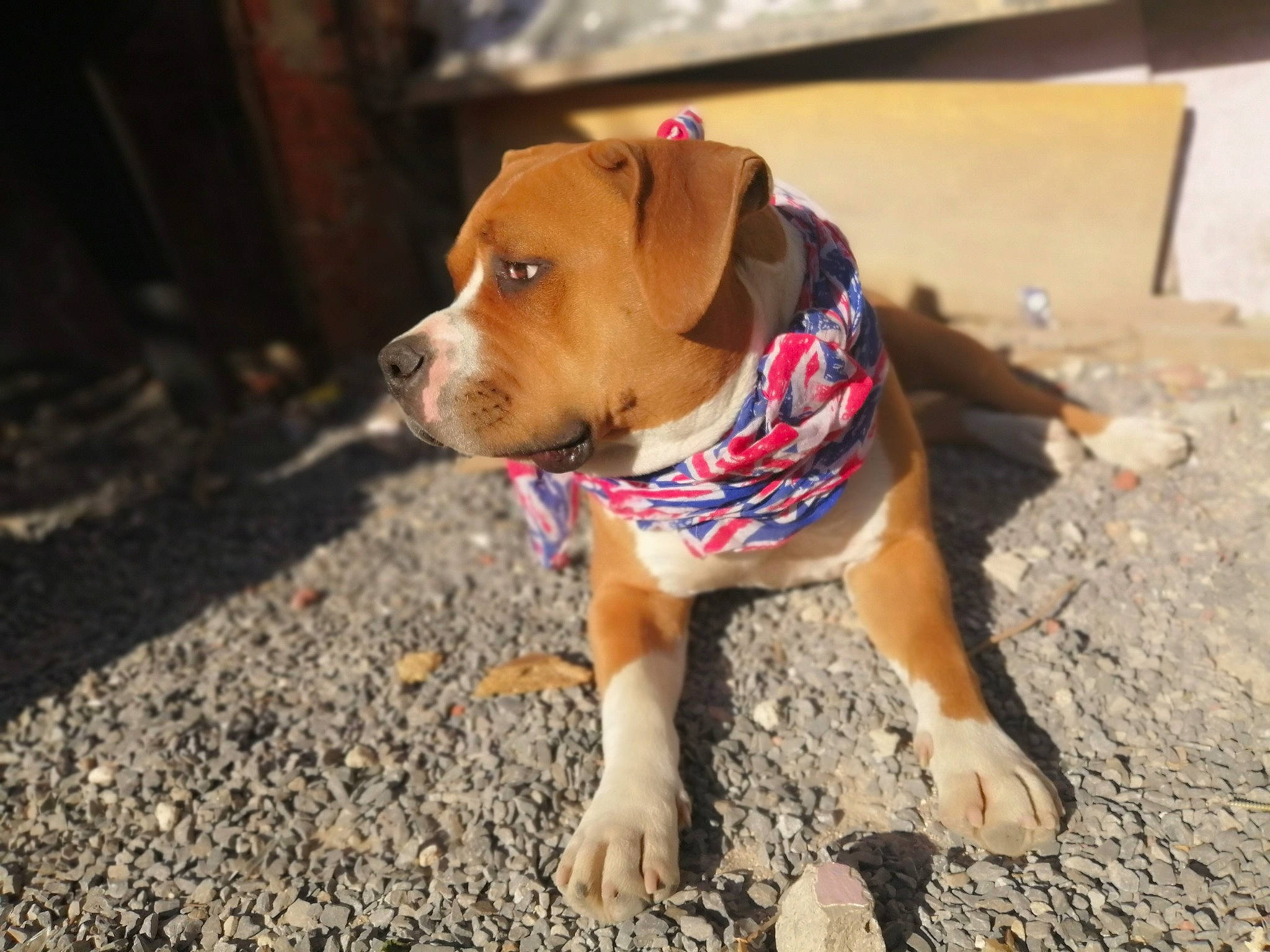 Doggy a rejoint le concours — aidez-le/la à gagner de superbes lots ! box, canidae, carnivore, collar, companion_dog, dog, dog_breed, dog_clothes, dog_collar, dog_supply, fawn, flooring, leash, pet_supply, road_surface, shipping_box, snout, soil, sporting_group, working_animal