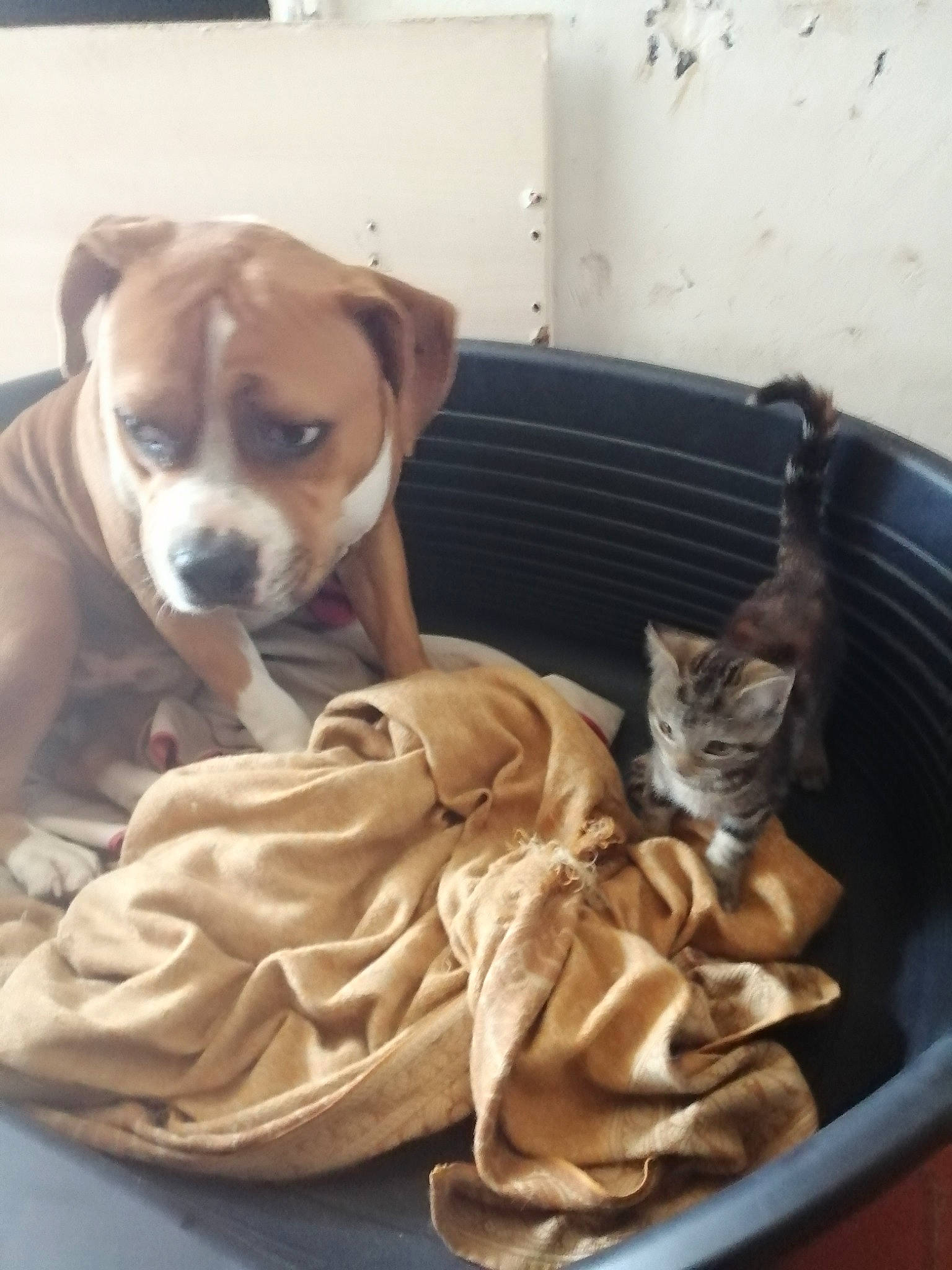 Doggy a rejoint le concours — aidez-le/la à gagner de superbes lots ! boxer, canidae, carnivore, cat, comfort, companion_dog, dog, dog_breed, dog_supply, fawn, felidae, fur, hardwood, hound, linens, molosser, small_to_medium_sized_cats, sporting_group, whiskers, working_animal