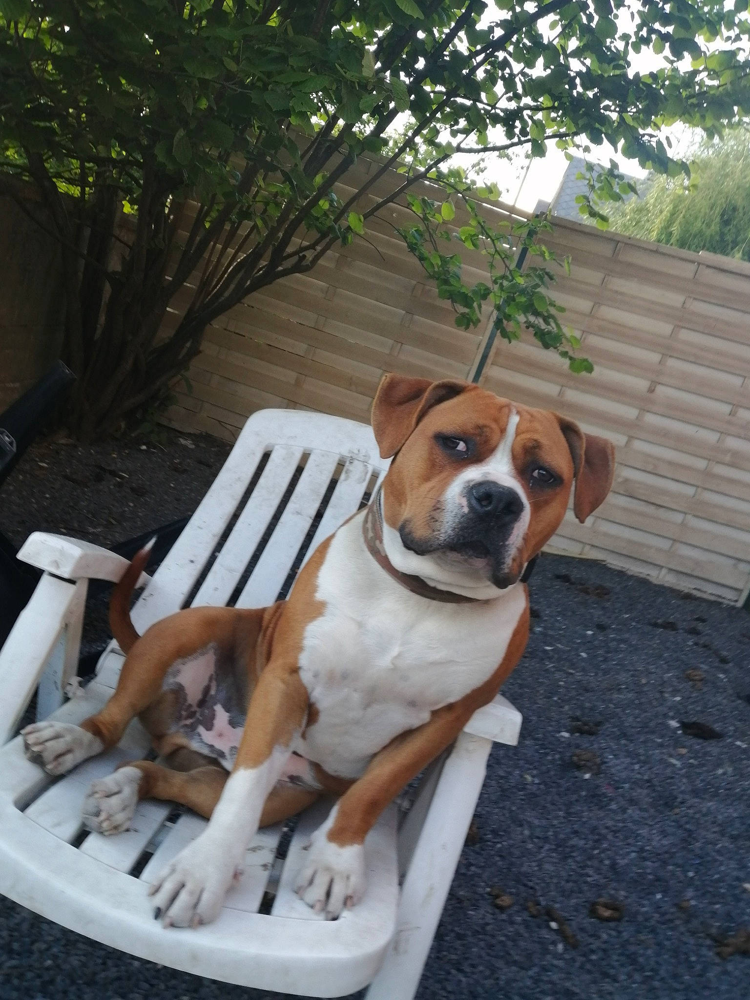 Doggy participe au concours pour gagner de l'argent avec cette photo : canidae, carnivore, chair, collar, companion_dog, dog, dog_breed, dog_collar, dog_supply, fawn, grass, outdoor_furniture, pet_supply, plant, snout, sporting_group, tail, wood, working_animal, working_dog