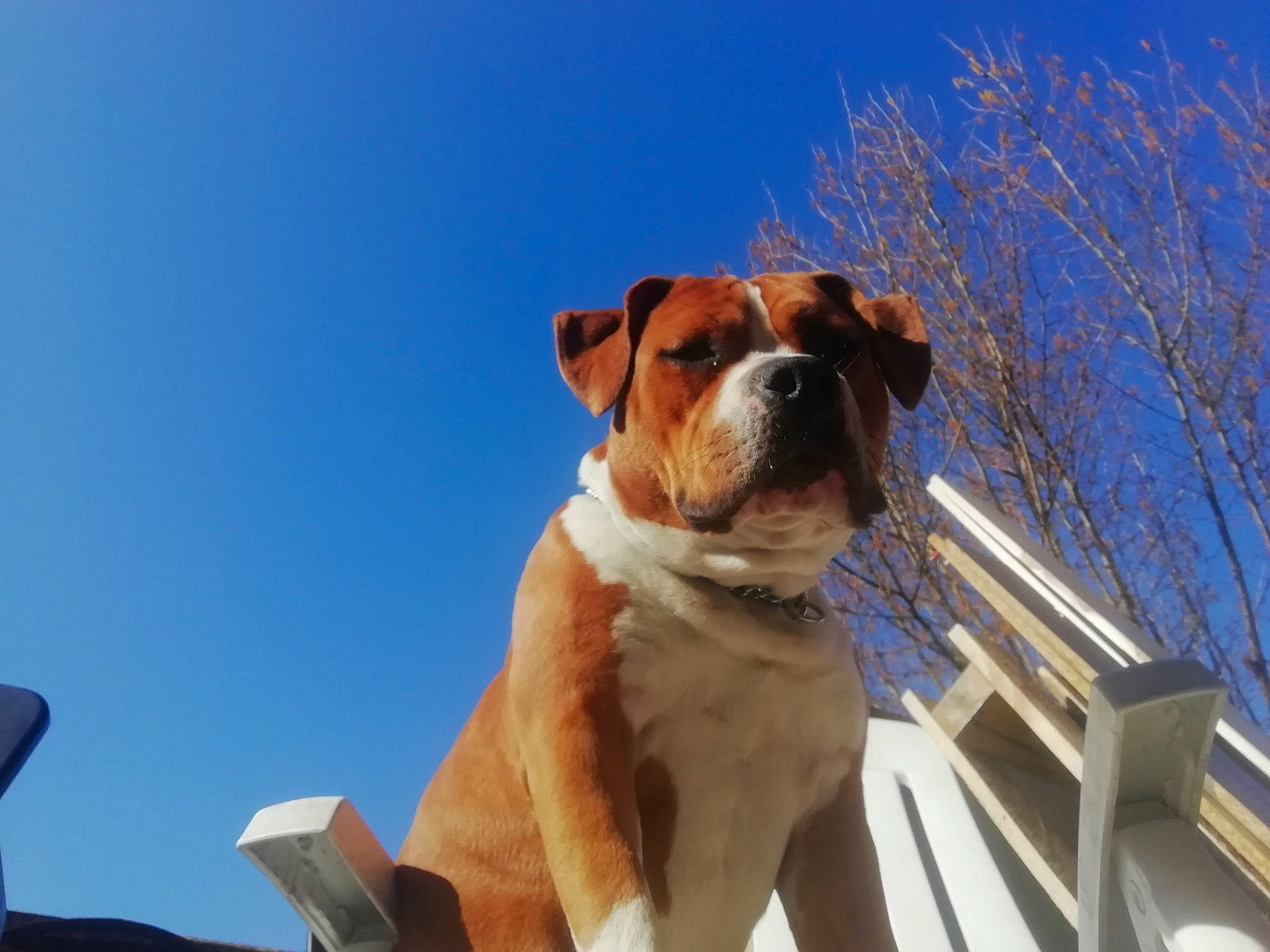 Doggy participe au concours pour gagner de l'argent avec cette photo : ancient_dog_breeds, bulldog, canidae, carnivore, collar, companion_dog, dog, dog_breed, dog_collar, dog_supply, electric_blue, fawn, molosser, non_sporting_group, sky, snout, sporting_group, working_animal, working_dog, wrinkle