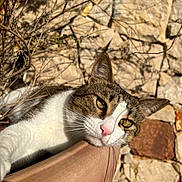 Lío is registered to the contest to win money with this photo: abyssinian, angora, animal, architecture, bodypart, building, cat, flagstone, kitten, manx, mouth, path, person, pet, rock, rubble, siamese, slate, walkway, wall