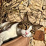 abyssinian, angora, animal, architecture, bodypart, building, cat, flagstone, kitten, manx, mouth, path, person, pet, rock, rubble, siamese, slate, walkway, wall