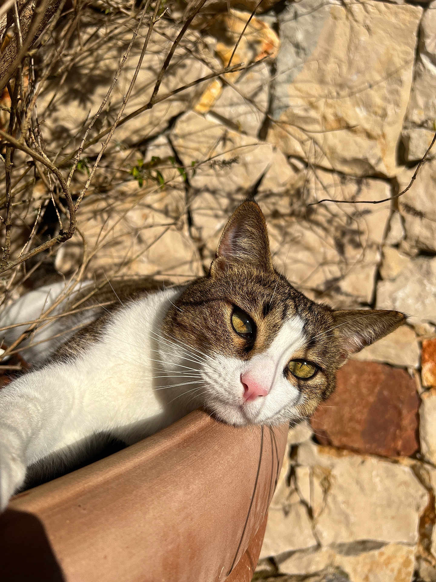 Lío is registered to the contest to win money with this photo: abyssinian, angora, animal, architecture, bodypart, building, cat, flagstone, kitten, manx, mouth, path, person, pet, rock, rubble, siamese, slate, walkway, wall