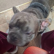 Mika joined the competition — help win amazing prizes! dog, canine, gray_dog, close_up, wrinkled_face, short_muzzle, collar, standing, indoor, tile_floor, pet, animal, furry, dark_coat, playful, blurry, motion_blur, photograph, legs, home