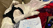Diamond joined the competition — help win amazing prizes! dog, white_dog, sleeping, lying_down, upside_down, harness, couch, blanket, notebook, pen, remote_control, living_room, indoor, relaxed, nap, belly, paws, home, furniture, funny