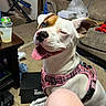 Diamond is registered to the contest to win money with this photo: dog, pet, white_dog, brown_patches, pink_harness, plaid, tongue_out, squinting, happy, portrait, closeup, indoors, living_room, couch, carpet, coffee_table, drink, cardboard_box, clutter, funny
