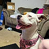 Diamond is registered to the contest to win money with this photo: dog, pet, canine, white_fur, tan_markings, pink_harness, plaid, tongue_out, happy, smiling, open_mouth, floppy_ears, blue_eyes, close_up, portrait, indoor, living_room, couch, cardboard_box, lamp