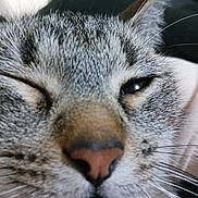 Luna joined the competition — help win amazing prizes! cat, close_up, face, whiskers, fur, animal, pet, eye, nose, sleepy, cute, muzzle, feline, portrait, indoor, texture, soft, macro, domestic_animal, expression