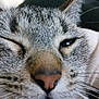cat, close_up, face, whiskers, fur, animal, pet, eye, nose, sleepy, cute, muzzle, feline, portrait, indoor, texture, soft, macro, domestic_animal, expression