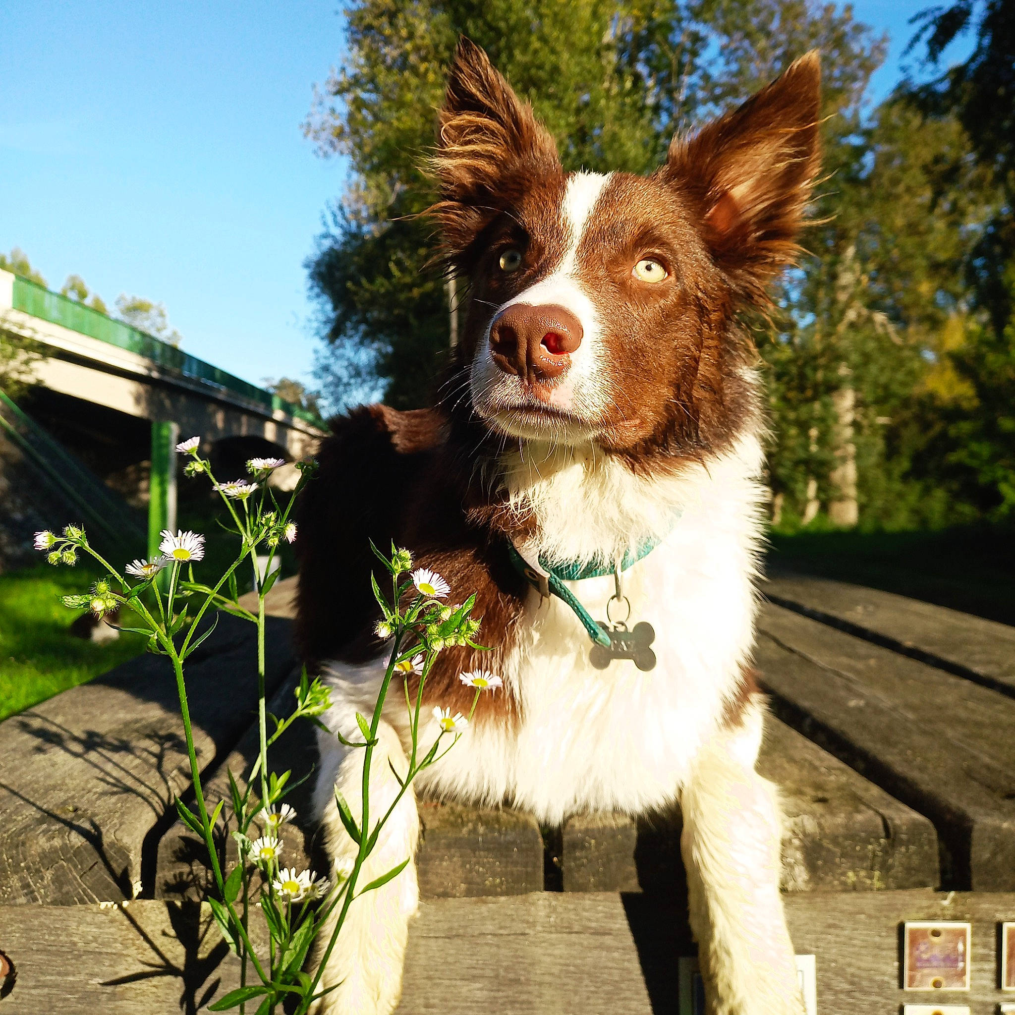 Taz participe au concours pour gagner de l'argent avec cette photo : art, canidae, carnivore, collar, companion_dog, dog, dog_breed, dog_collar, flower, fur, grass, herding_dog, leisure, plant, sky, sporting_group, tree, whiskers, working_animal, working_dog